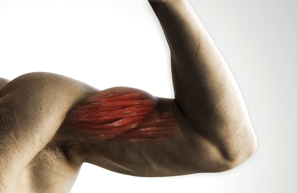 how muscles contract